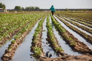 Eficiencia en la cadena agroindustrial: infraestructura logística para el motor productivo de Mendoza